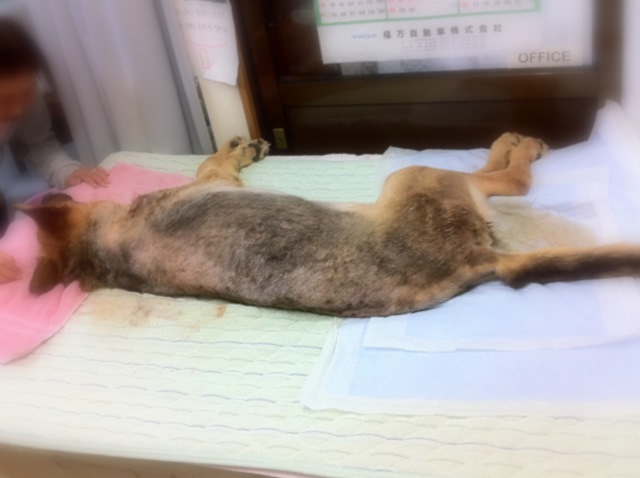 高齢・老犬用ベッドマット試作品に横たわるジャーマンシェパード犬